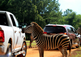 Wild Animal Safari College Station, Texas