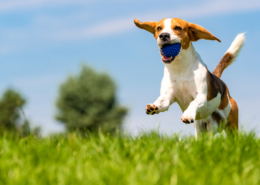 dog park Guest of Rolling by the Dozen RV Park enjoy the dog park.