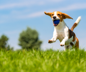 Guest of Rolling by the Dozen RV Park enjoy the dog park.